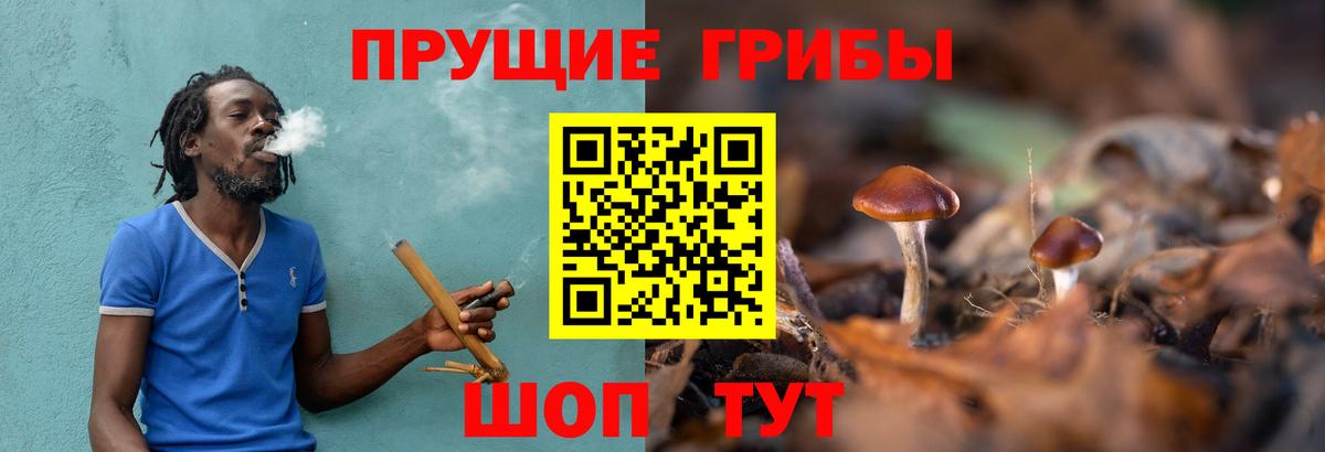 Псилоцибиновые грибы Psilocybine cubensis Миллерово